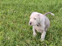 Amstaff błękitny merle blue gotowy do wydania