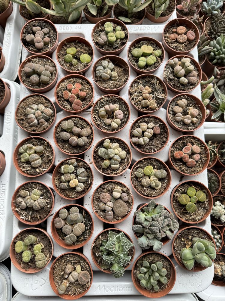Литопси літопси літопс литопсы lithops живые камни