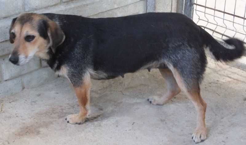 LIPKA nieduża suczka, czarna podpalana do adopcji