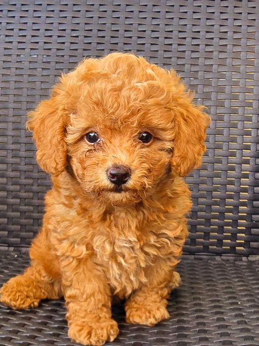 Caniche / Poodle macho Anão