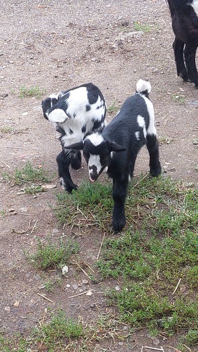 Vendo cabra mais 2 filhos lindíssimos