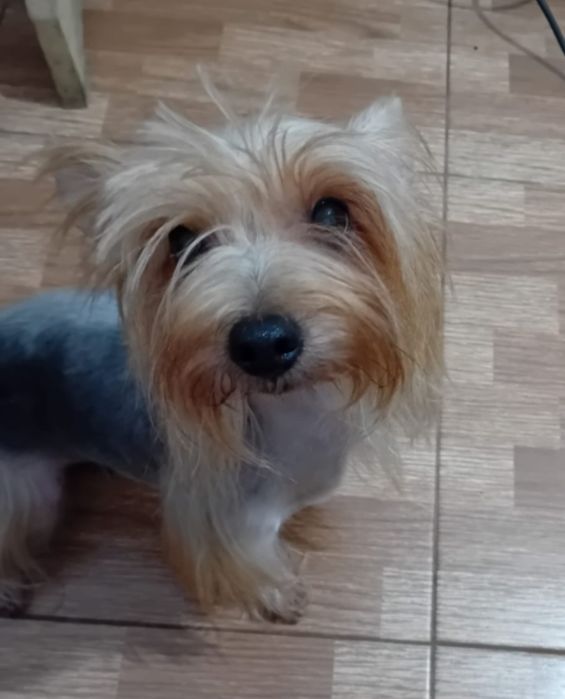 Yorkshire fêmea com Pedigree e Afixo.