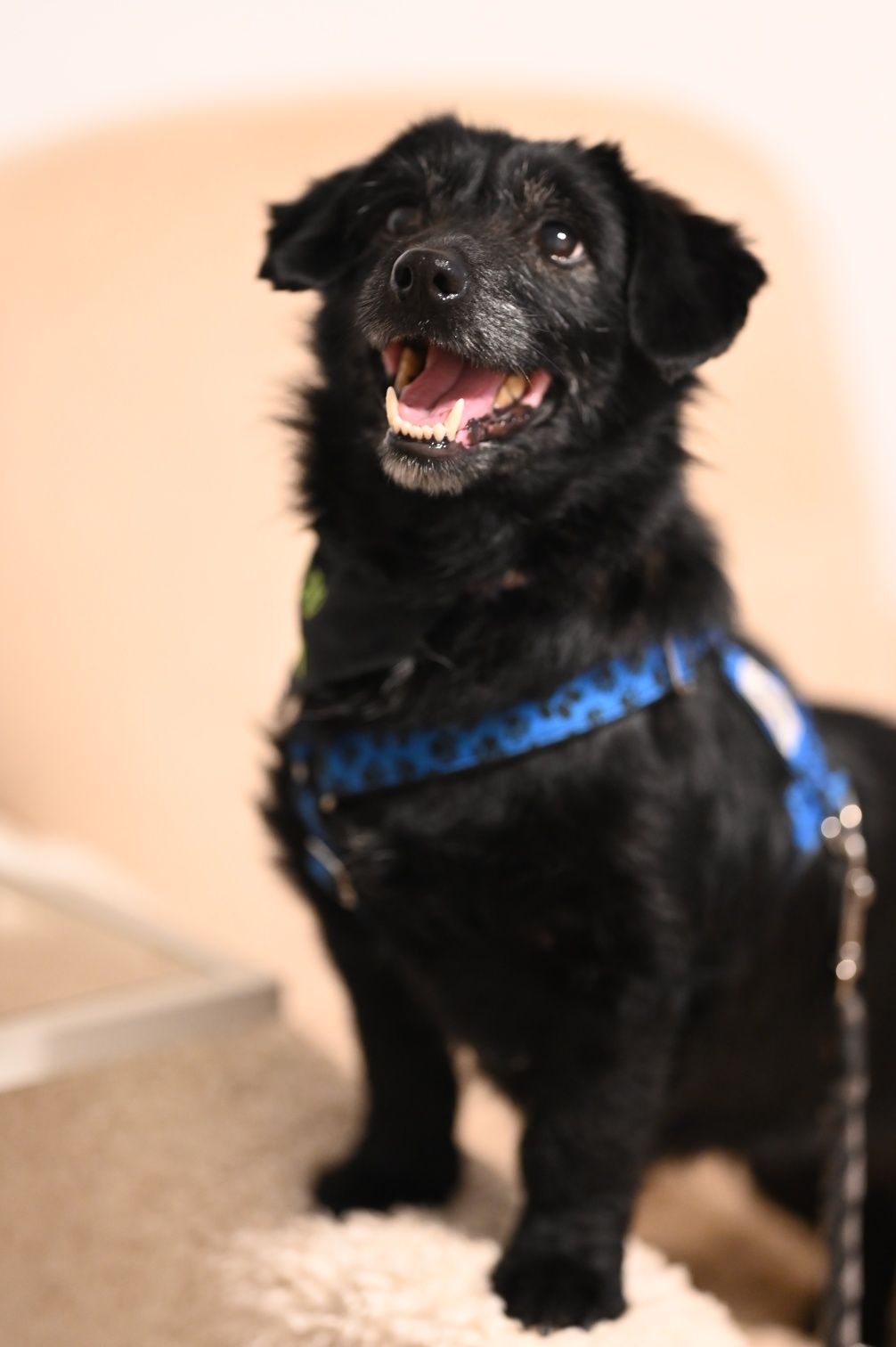 Grzeczna Rumba nieduża sunia, akceptuje koty, wysterylizowana! Adopcja