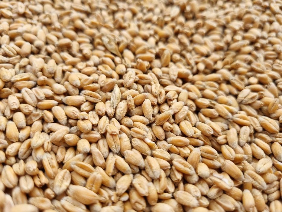 Pszenica paszowa ekologiczna