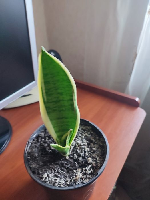 Кімнатні рослини