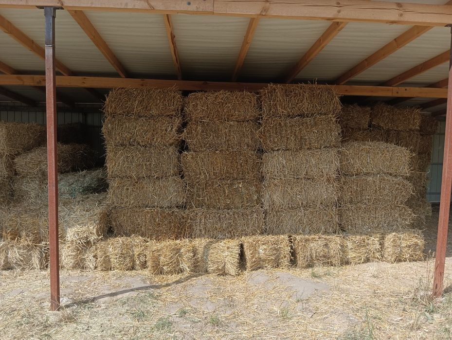 Солома житня 2025