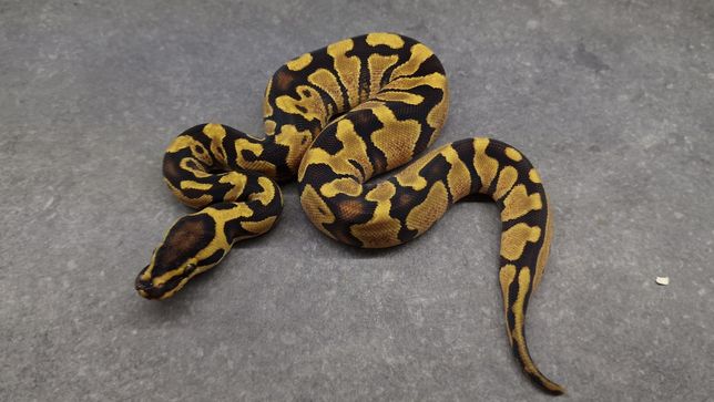 Wąż królewski Enchi Gravel/Yellow Belly samica