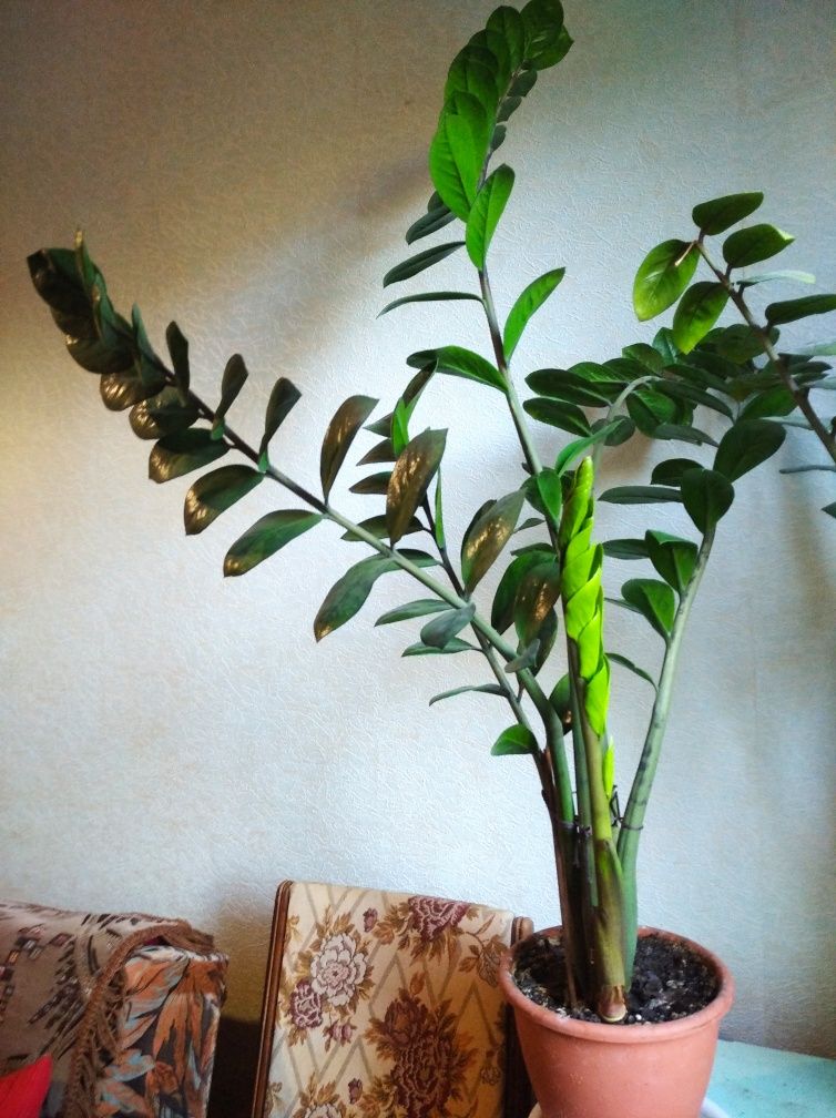 Замиокулькас 110 см ,долларовое дерево
