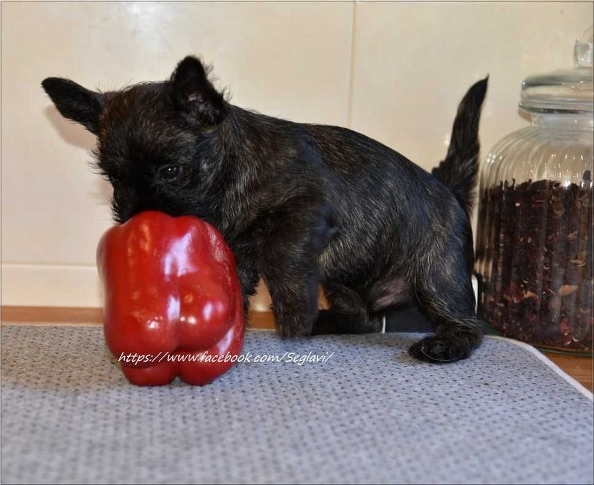 Cairn Terrier - rodowodowy (ZKwP/FCI) piesek po Championach