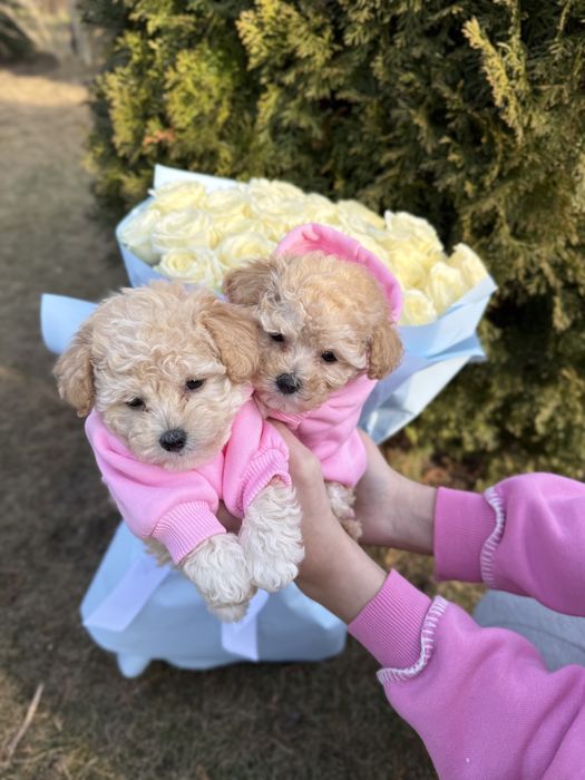 Мальтипу ф1