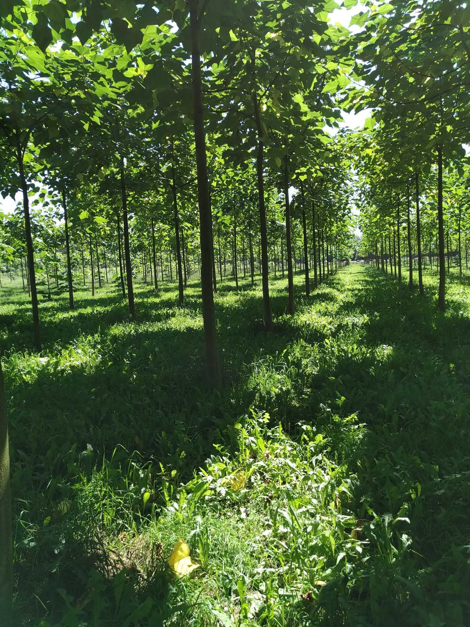 Drzewa Tlenowe, Paulownia, Oxytree, nie Shan Tong