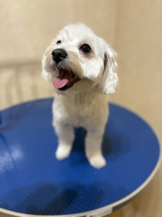 Groomer, strzyżenie i pielęgnacja psów, psi fryzjer Radom