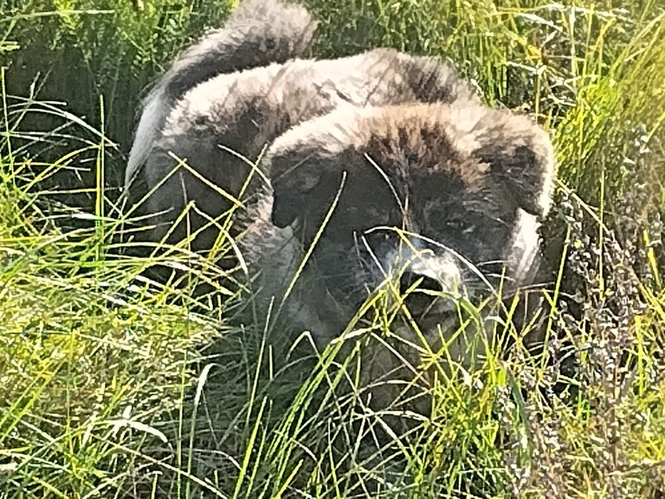Odbiór Japońska Akita Inu