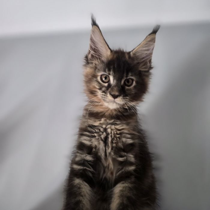 Maine Coon kotka kocurki