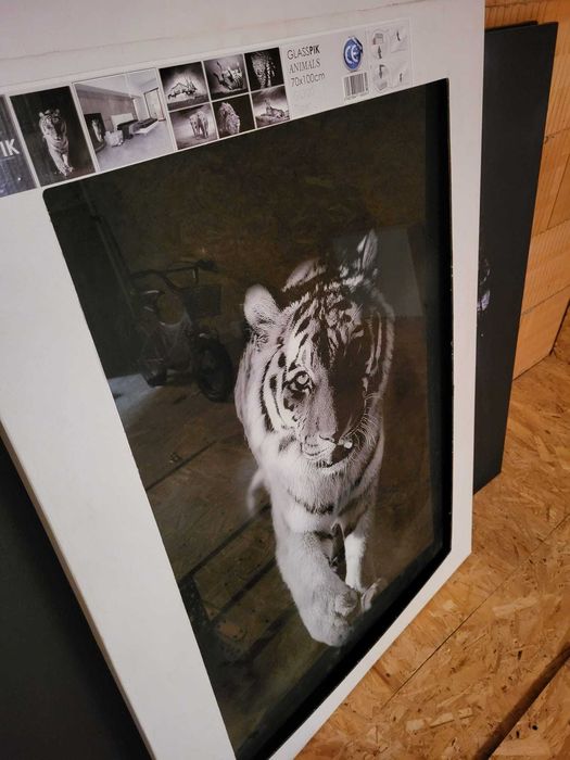 Obraz Tygrys Glasspik Animals 70x100