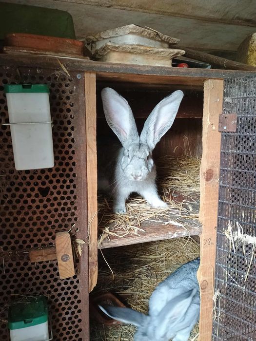 Króliki olbrzym belgijski