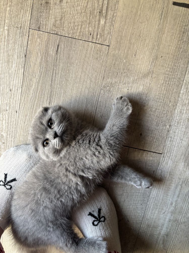 Scootish Fold Blue ( 3 meses )