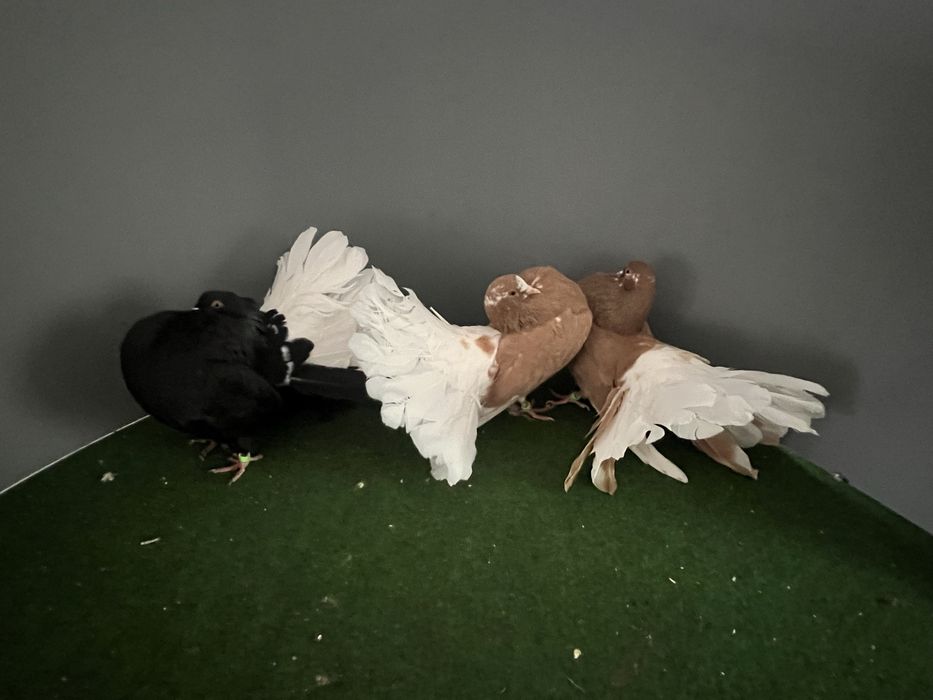 Pawiki samce samice 50