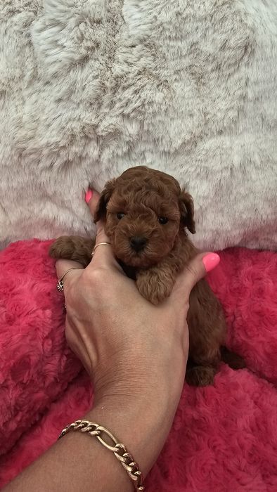 Pudel Miniaturowy Red sunia pakiet badań genetycznych!!