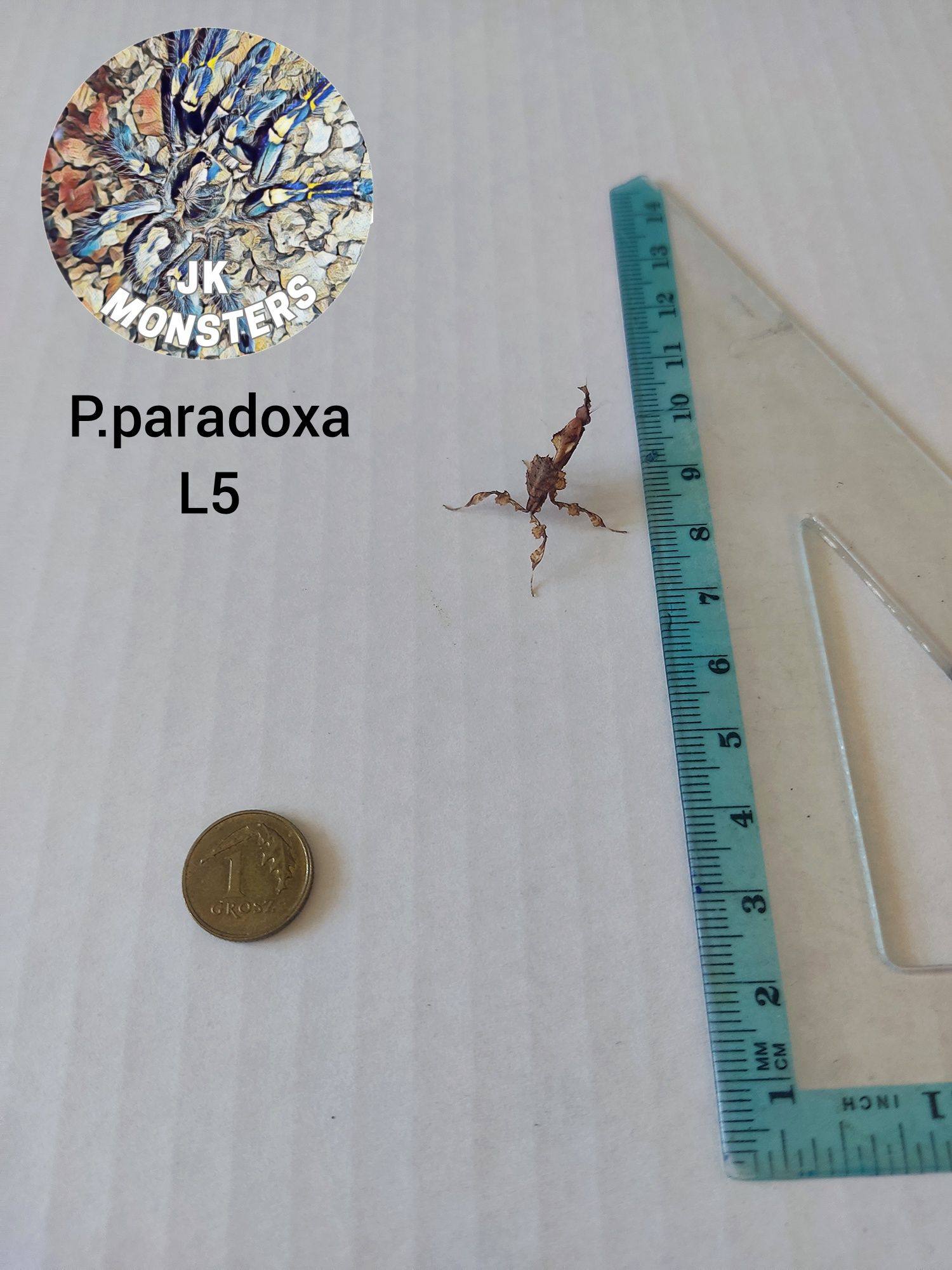 Modliszka Phyllocrania paradoxa (liściogłowa)+gratisy