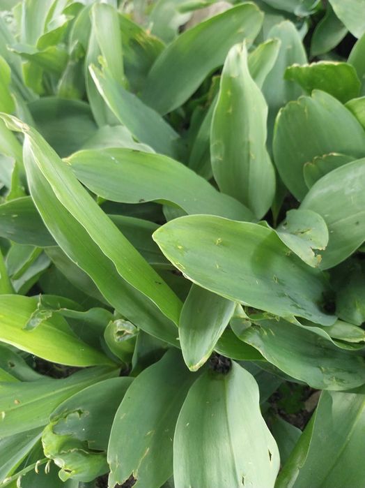 Konwalia majowa 100 szt