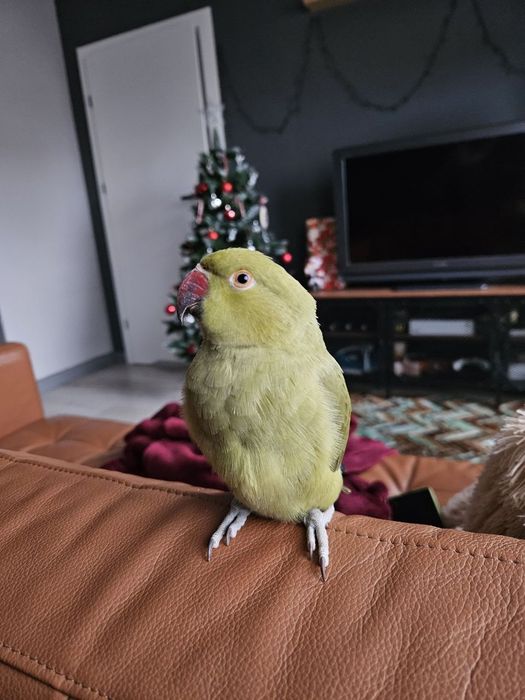 Papuga - Aleksandretta obrożna