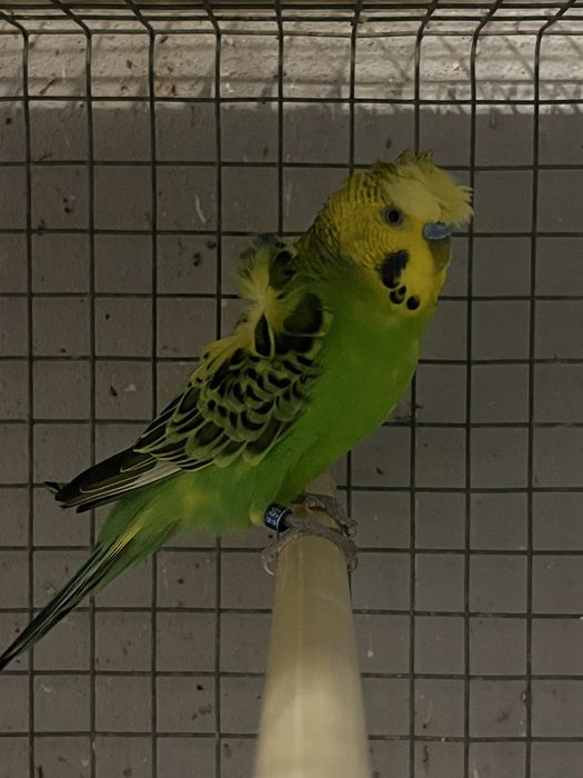 Periquitos hagoromos