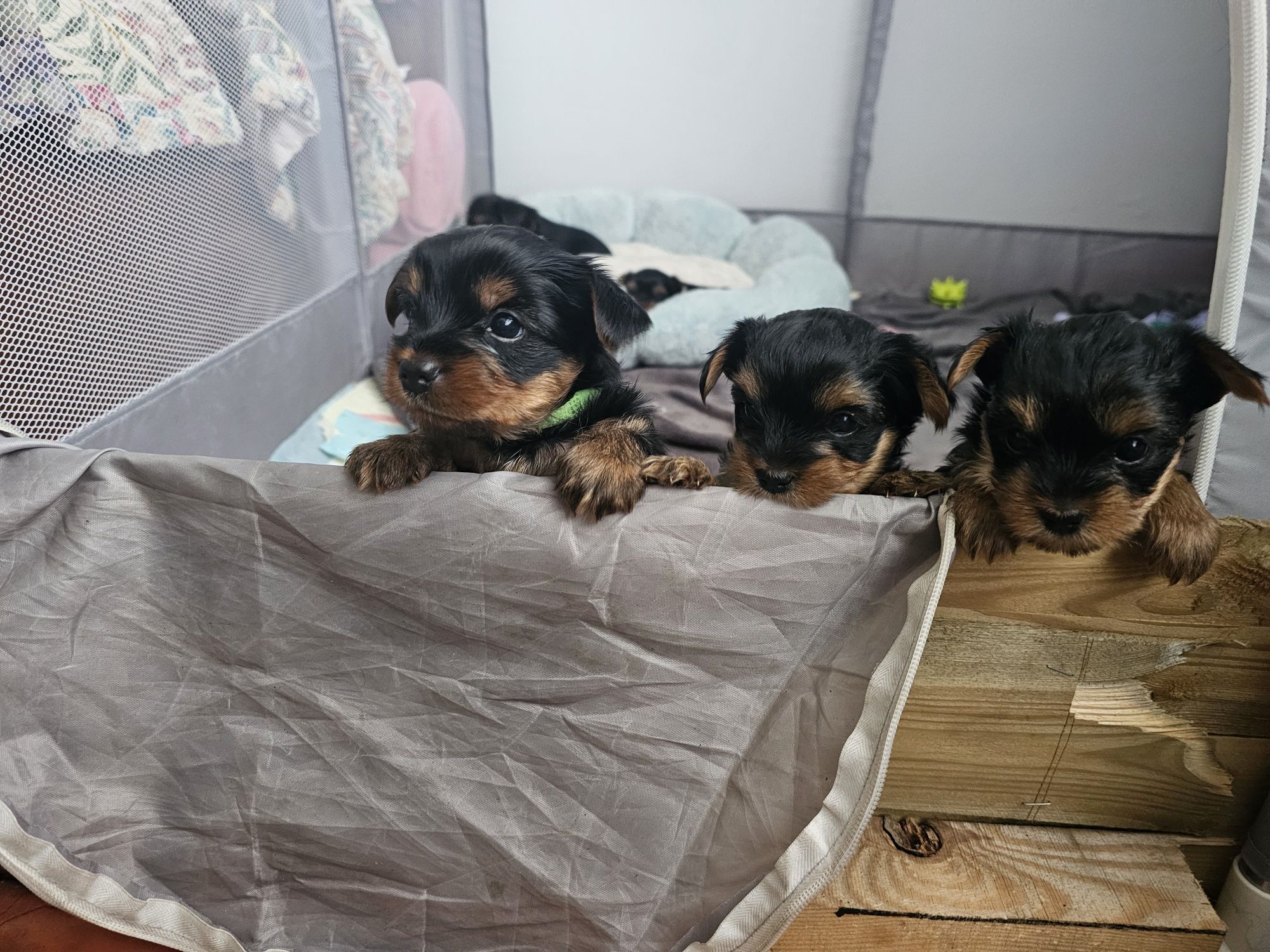 Yorkshire terrier