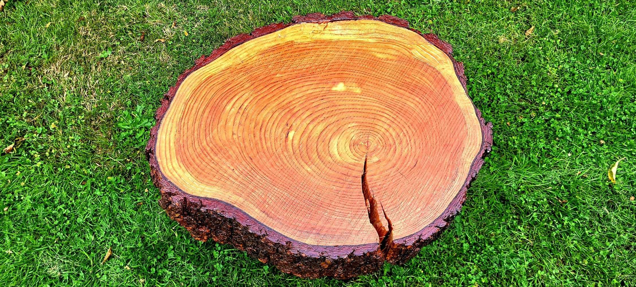 Stolik kawowy z pnia Modrzewiu, Blat, Ława, Plaster, live edge