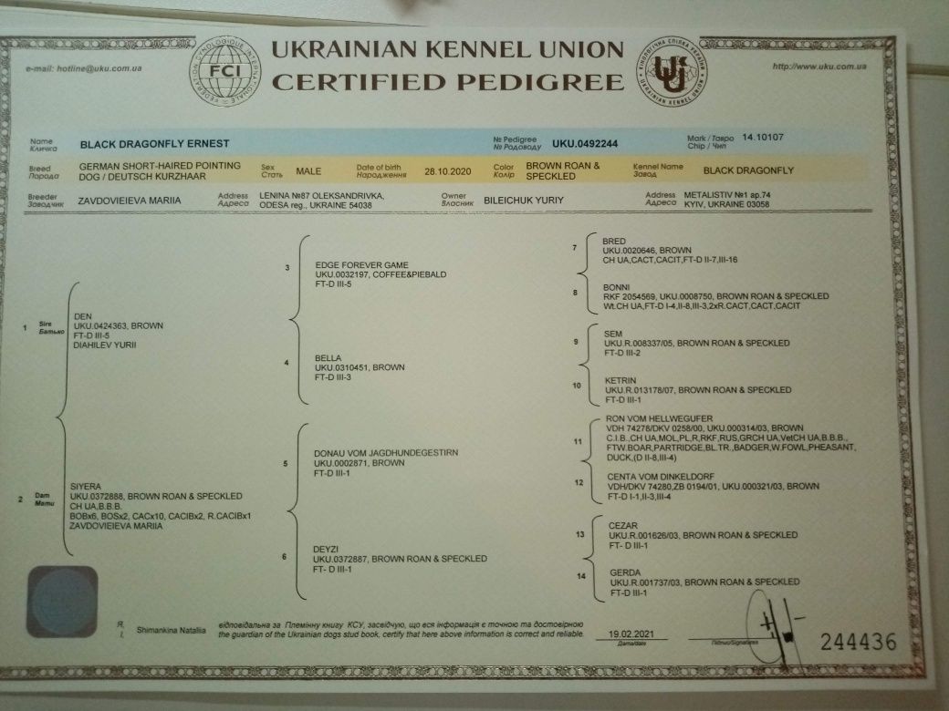 Пропонується в'язка кобеля породи курцхаар