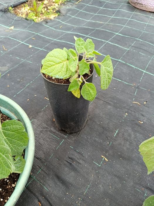 Phisalis disponíveis