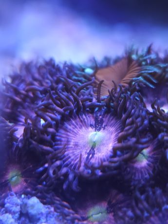 Zoanthus purple bee Koral morski