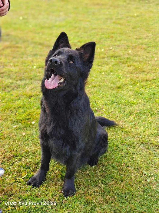 Mocna Wilczasta suczka! OWCZAREK STARONIEMIECKI Gotowa do zmiany domu!