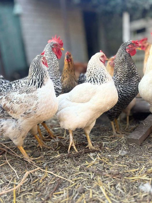 Свіжі домашні курячі яйця — продаж від господаря!