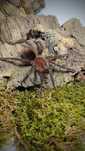 Pamphobeteus sp machala Samiec 3DC