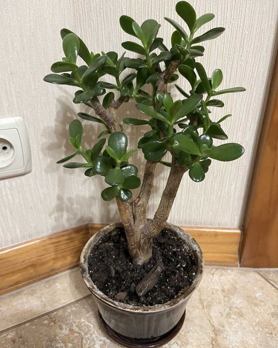 Красула "грошове дерево" товстянка