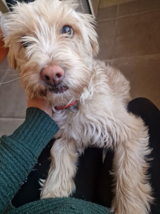 Adopção arraçado de podengo