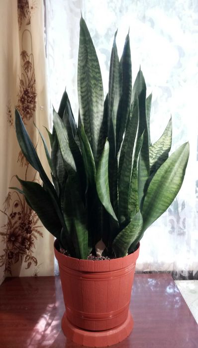 Сансевиерия Зейланика (Sansevieria Zeylaniсa)