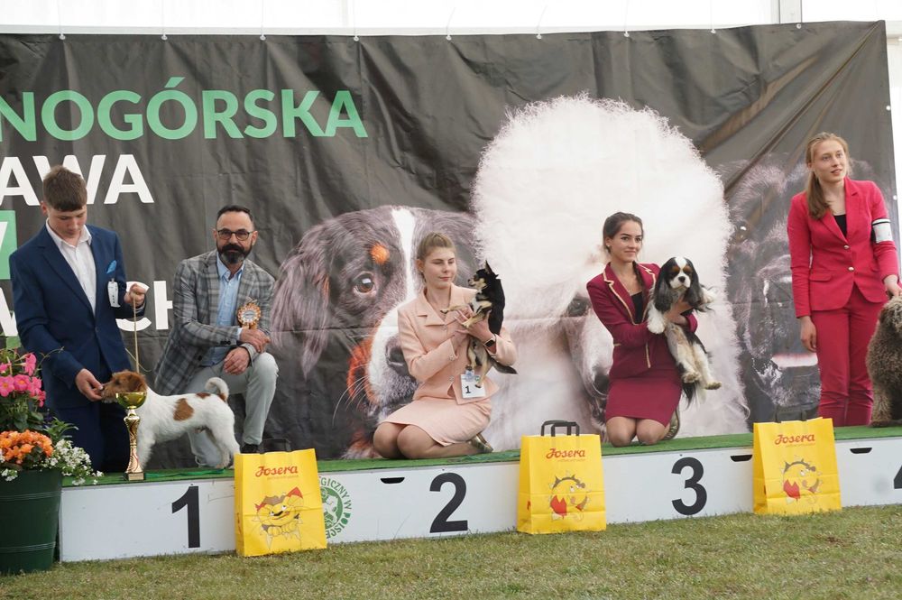 Jack Russell Terrier ZKwP FCI szczeniaczki po Ch.PL