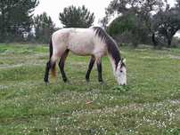 Poldro cruzado de 4 anos, filho de pai lusitano