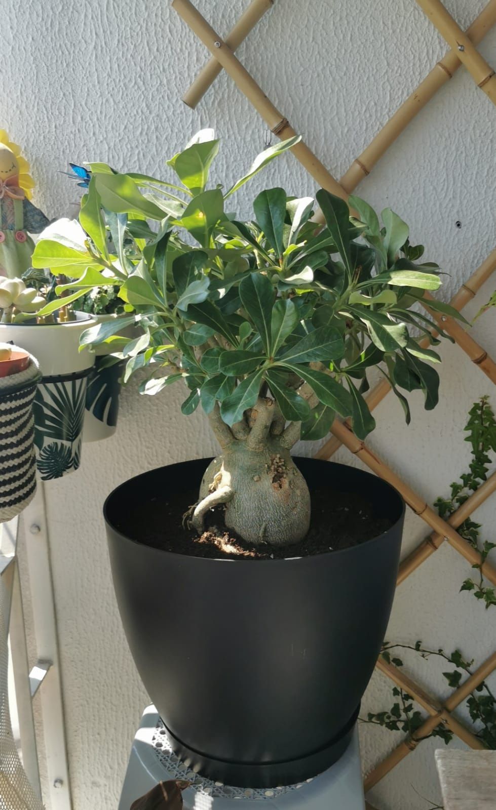 Rosa do Deserto - Adenium Obesum - Em Vaso