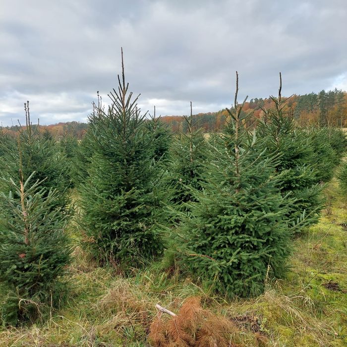 Choinki prosto z plantacji - sprzedaż hurtowa i detaliczna