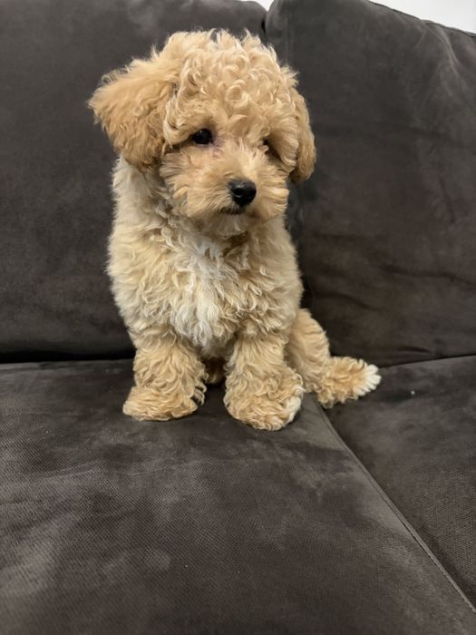 OSTATNI SAMIEC Bichpoo, Frispoo, , Pochoon, Maltipoo