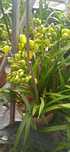 Orquídeas em Vaso