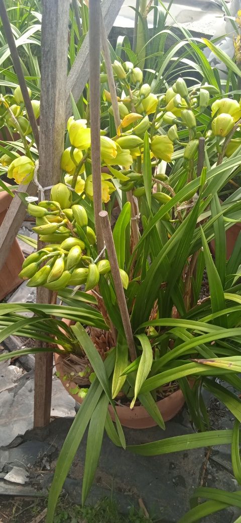 Orquídeas em Vaso