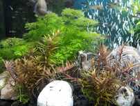 Roślina akwariowa Rotala Rotundifolia Red