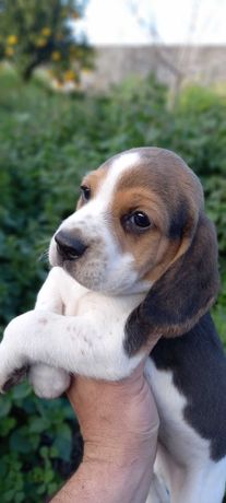 Beagle tricolor puro