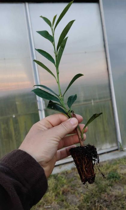 Laurowiśnia wschodnia ‘Caucasica’ multipaleta sadzonki 20-40 cm