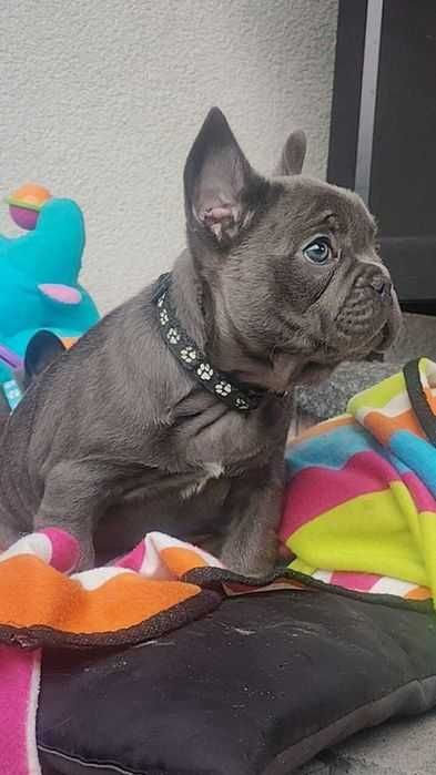 Ostatni do odbioru Buldog francuski BLUE pies piesek rodowód szczeniak