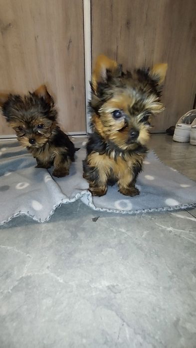 Yorkshire terrier miniaturka